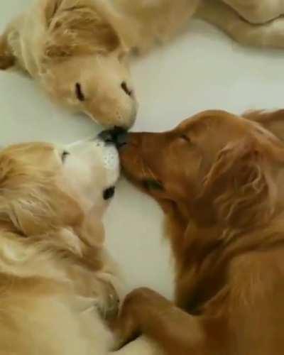 An Extremely Rare Triple Snoot Boop