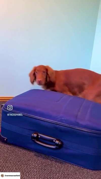 Dog Lets Owner Know It Wants To Travel By Getting Into The Luggage