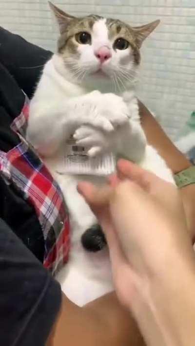 cat like to hold thing in his hands