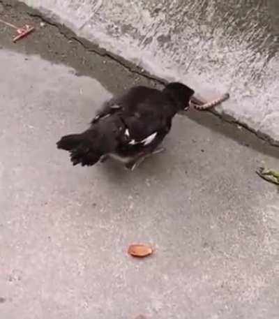 Young bird trying to hunt a worm for the first time thinks the worm would enter its beak on its own, as it has always been fed by its mother that way.