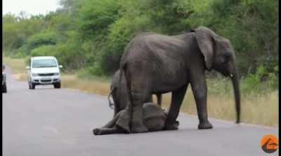 🔥 Tired baby elephant doesn't want to walk any further. Gets encouragement from the herd