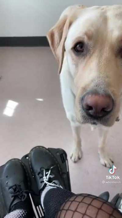 Devin the service dog is a very good boy!