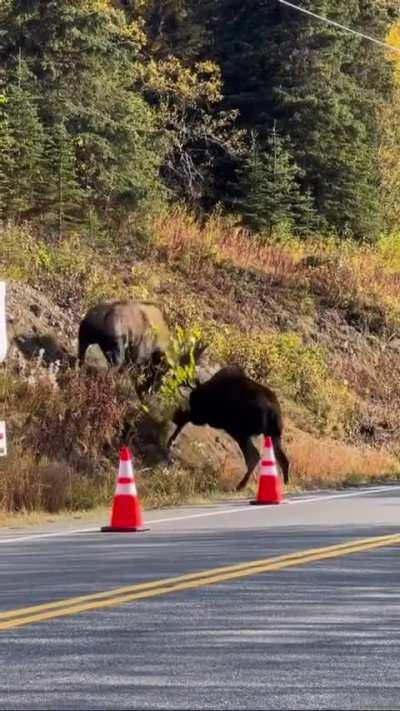 A pair of moose clashing in Alaska