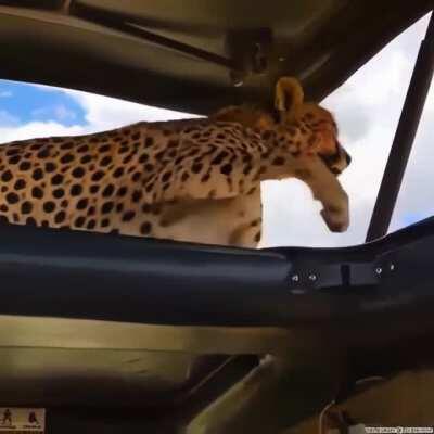 pregnant cheetah jumping to say hi to the tourists