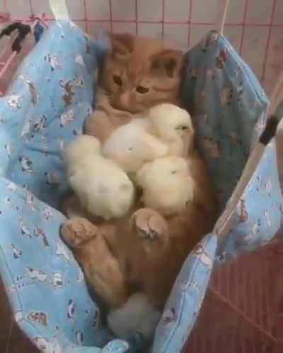 Are These My Chickens Now?