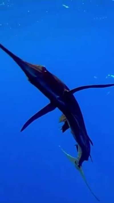 Gorgeous Pacific Sailfish