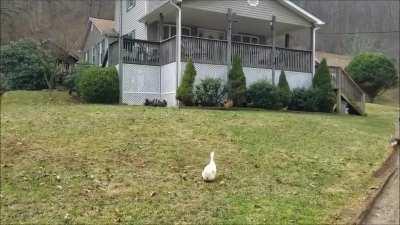 Hawk alarm for chickens