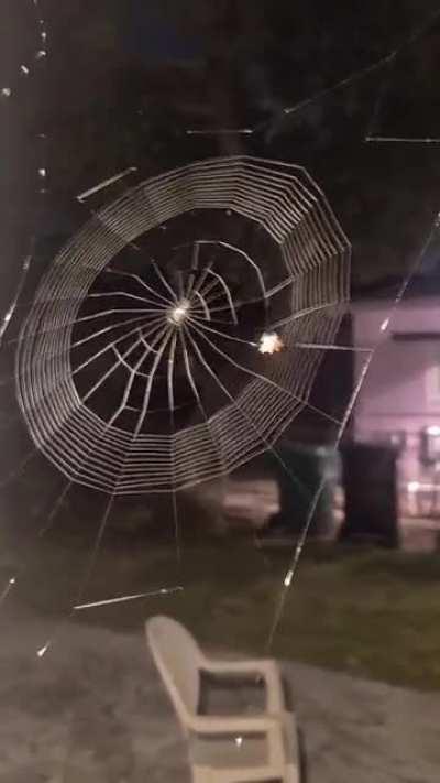 Ok, I hate spiders but this little guy is super talented!