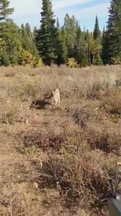 Mountain lion stalks dude, got saved by glock.