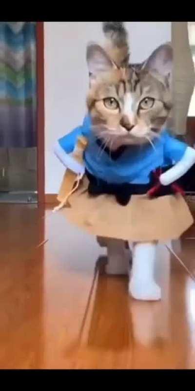 Fashion show by cats