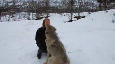 Wolves meet the woman who raised them as cubs