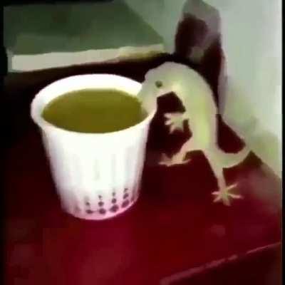 lozrd sipping from cup