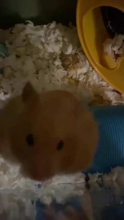 My kid went to college and I don’t understand her hamster.