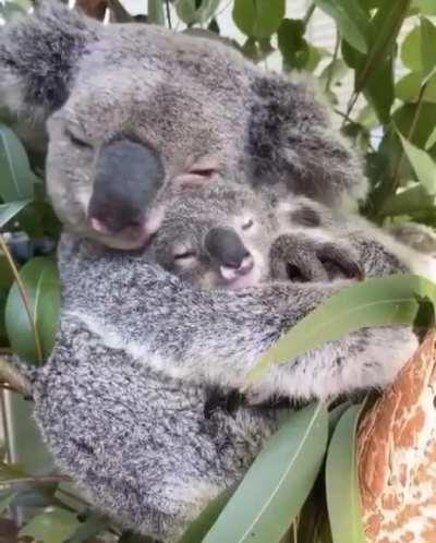 Koalas getting cosy with one another.