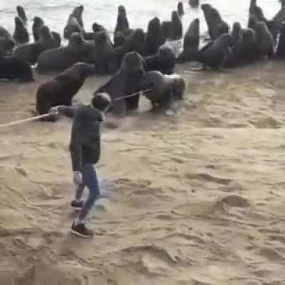 Impressive guy comes to the rescue of Sea Lion with tire stuck around its neck