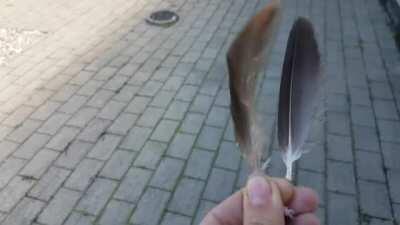 Bird's body feather(left) And wing feather(right)