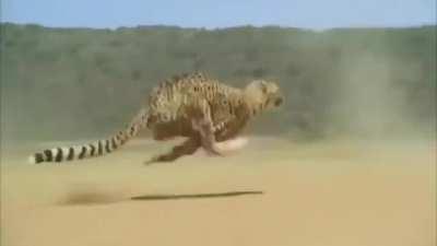 Cheetah Running at Full Speed