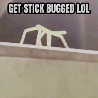 The secret of get stick bugged lol(idk if its a repost)