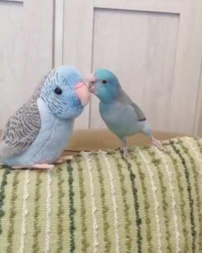 Baby birbs kissing her mom