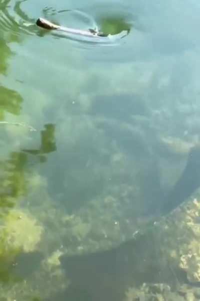 Stick going in a Whirlpool