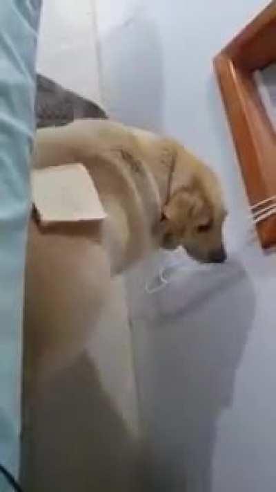 Sad doggo