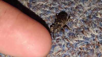 Weevil sniffs finger and leaves