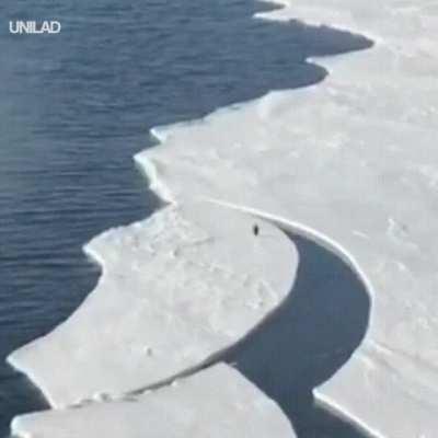 Penguin escapes from cracking ice