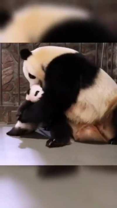 Pandas giving birth