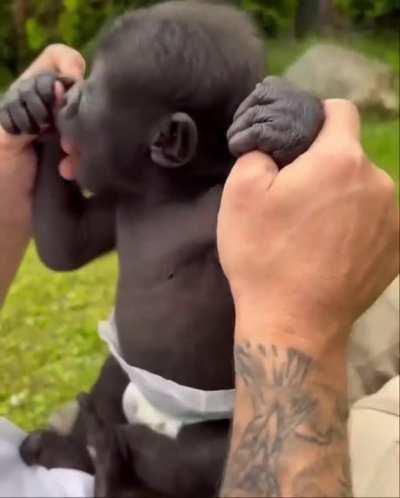 Baby gorilla....