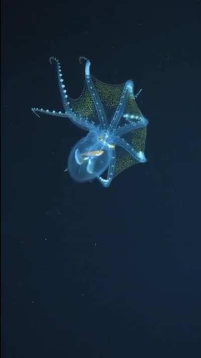 🔥 Glass Octopus in Phoenix Islands, Kiribati