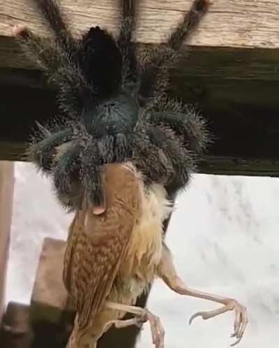 There exists a tarantula in South America that eats bird.