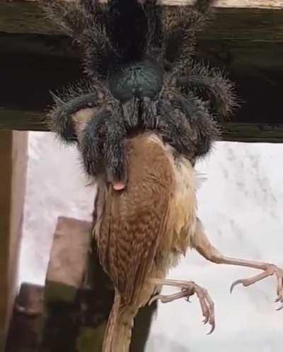 A. Avicularia eating a bird.