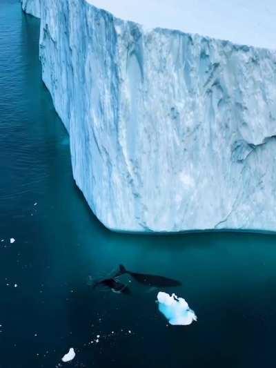 🔥 Beautiful giants swim among Greenlandic icebergs