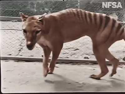 Colourized footage of the last Tasmanian tiger named Benjamin (1933)