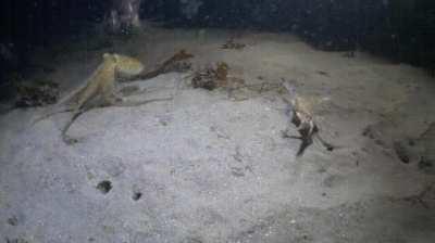 A tense dual between a red octopus and a swimmer crab quickly comes to an end when a harbor seal suddenly swims into the frame, gobbling up the octopus. This was filmed off the coast of Monterey, California.