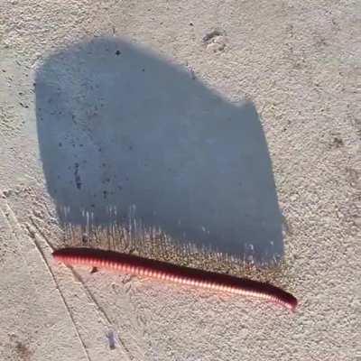 🔥 The shadow of a millipede along the path.