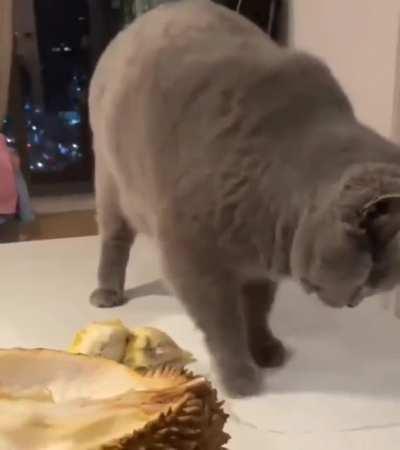 Cat's reaction to the smell of a durian fruit for the first time