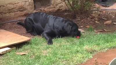 Her first strawberry....