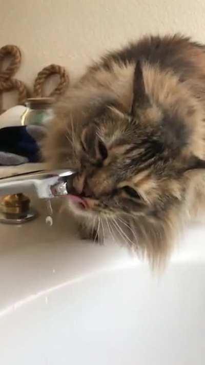 I just realized it’s my cake day! I thought it was tomorrow. Please enjoy my sweet girl drinking water.