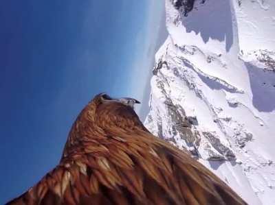 Eagle with GoPro on back flying over the Sancy mountains in France