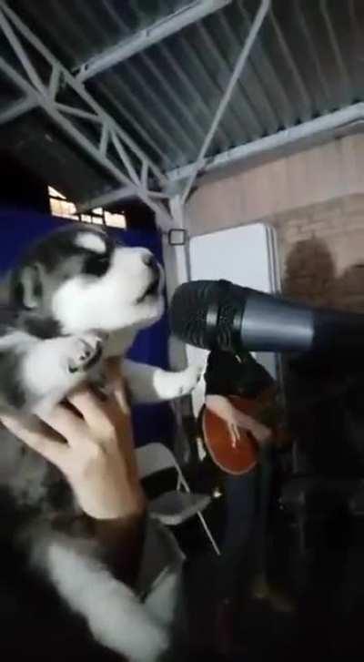 What da dog singing?