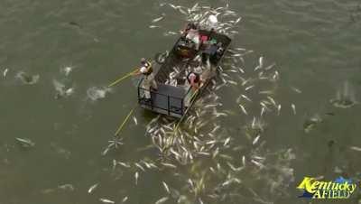 Electrofishing a school of invasive Asian Carp