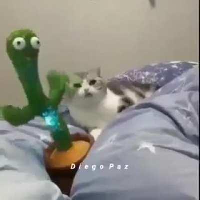 Cat dancing with a cactus.