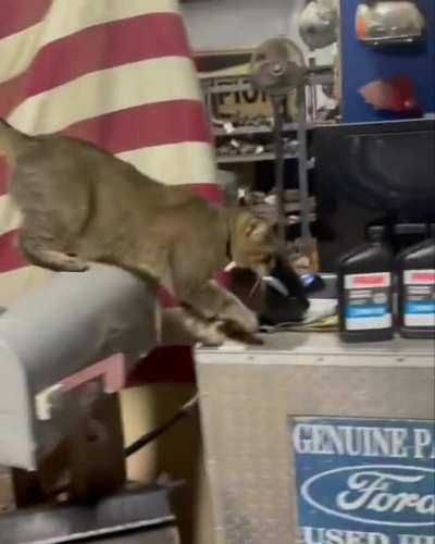 Beautiful Stray cat that adopted owners at an auto parts shop is employee of the Month