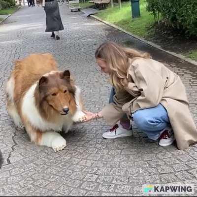 A Japanese man spent money on a realistic border collie costume because he wanted to look like his favorite breed of dog.