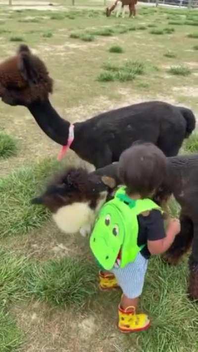 Befriending an Alpaca