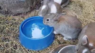 Have you ever seen a baby bunny sneeze?