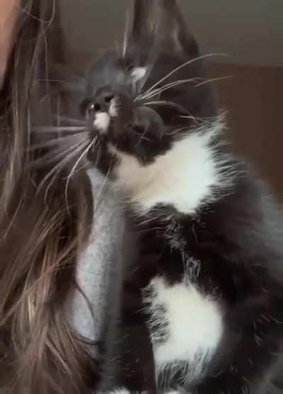 A kitten's reaction to watching birds for the first time