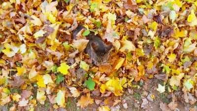 My raking buddy isn't pulling his weight