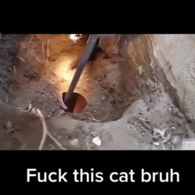 fuck this cat bruh